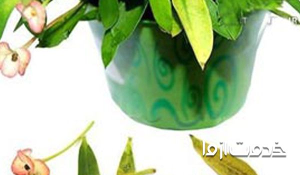 تاثیر آفات و بیماری ها در سوختن نوک برگ گیاهان آپارتمانی